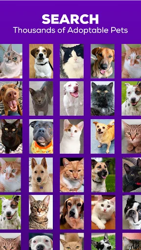 ดาวน์โหลด Petfinder – แอปหาบ้านใหม่ให้สัตว์เลี้ยง ค้นหาสุนัขและแมวที่น่ารักได้ง่ายๆ - Screenshot 1