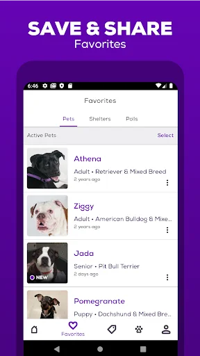 ดาวน์โหลด Petfinder – แอปหาบ้านใหม่ให้สัตว์เลี้ยง ค้นหาสุนัขและแมวที่น่ารักได้ง่ายๆ - Screenshot 4